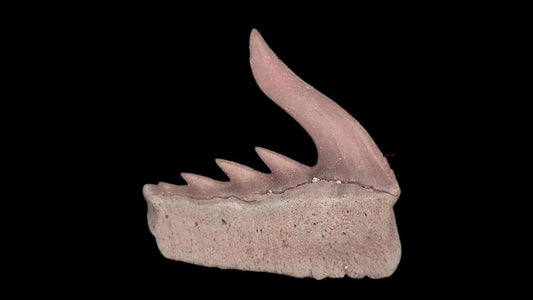 Weltonia ancistrodon shark tooth fossil from Paleocene, Morocco (A008) - FossilsAndMore