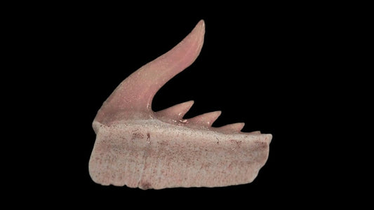 Weltonia ancistrodon shark tooth fossil from Paleocene, Morocco (A008) - FossilsAndMore