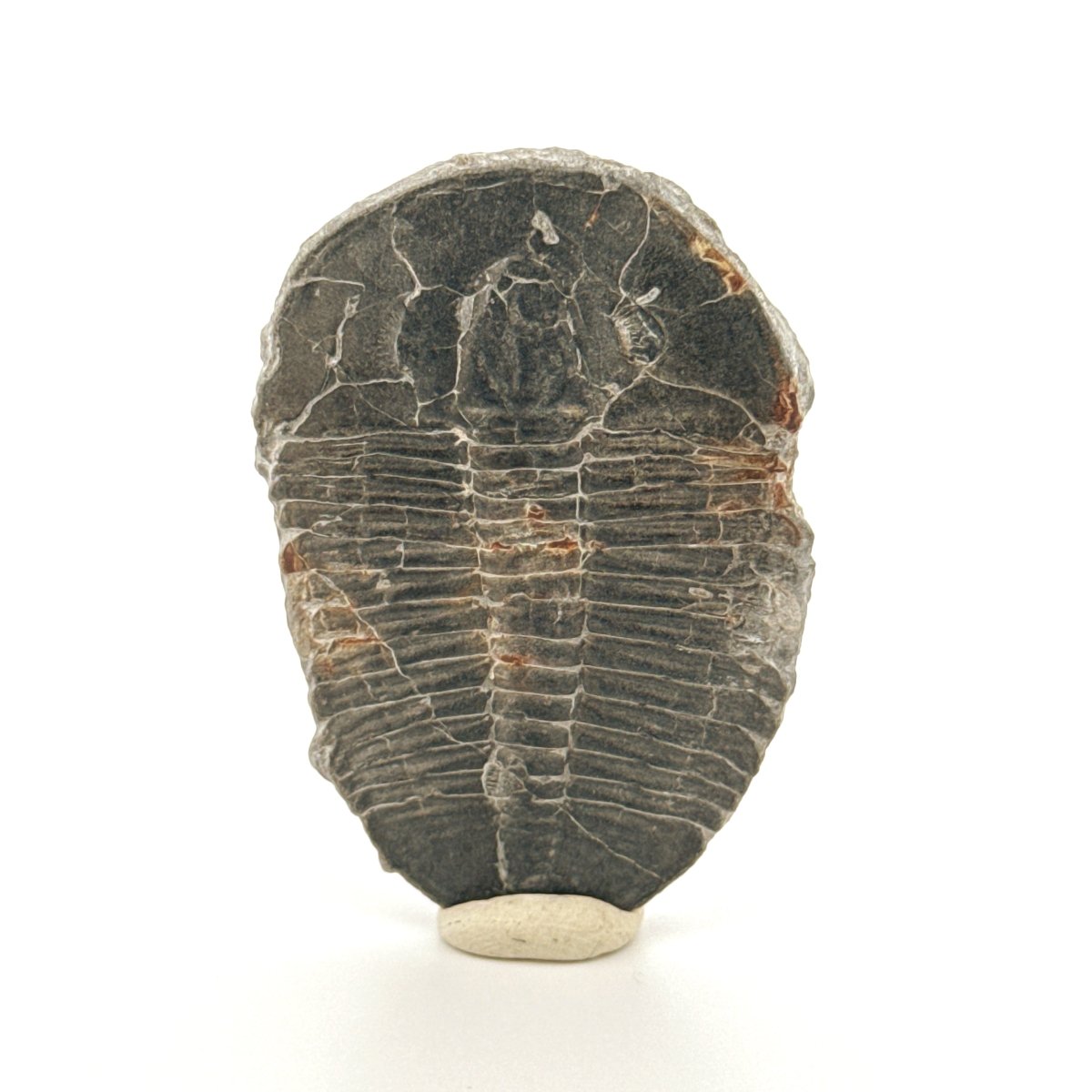 XL Elrathia Kingii Trilobite Fossil (1.88") – Cambrian, Utah, USA - FossilsAndMore