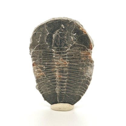 XL Elrathia Kingii Trilobite Fossil (1.88") – Cambrian, Utah, USA - FossilsAndMore