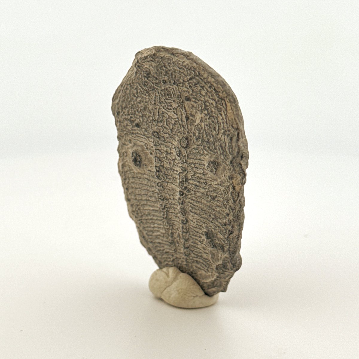 XL Elrathia Kingii Trilobite Fossil (1.88") – Cambrian, Utah, USA - FossilsAndMore