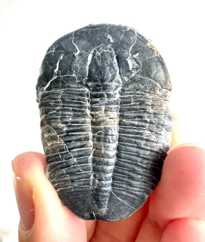 XL Elrathia Kingii Trilobite Fossil (1.88") – Cambrian, Utah, USA - FossilsAndMore
