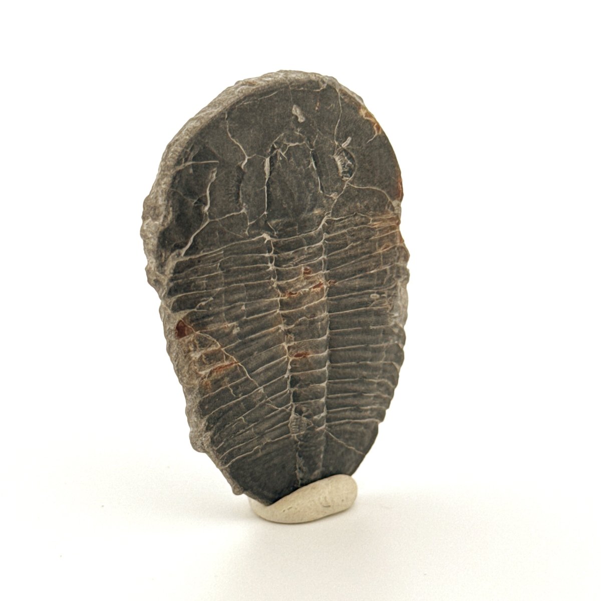 XL Elrathia Kingii Trilobite Fossil (1.88") – Cambrian, Utah, USA - FossilsAndMore
