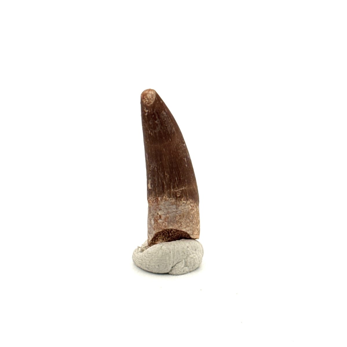Zarafasaura oceanis Fossil Tooth (1.20") from Morocco - FossilsAndMore