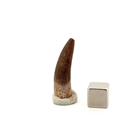 Zarafasaura oceanis Fossil Tooth (1.20") from Morocco - FossilsAndMore