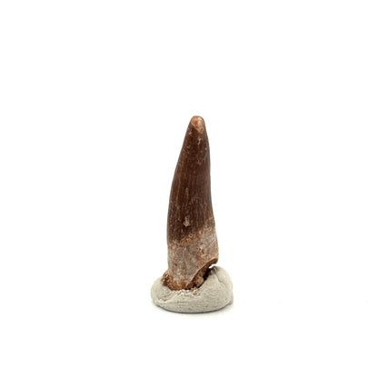 Zarafasaura oceanis Fossil Tooth (1.20") from Morocco - FossilsAndMore
