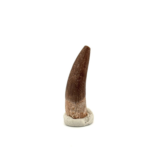 Zarafasaura oceanis Fossil Tooth (1.20") from Morocco - FossilsAndMore