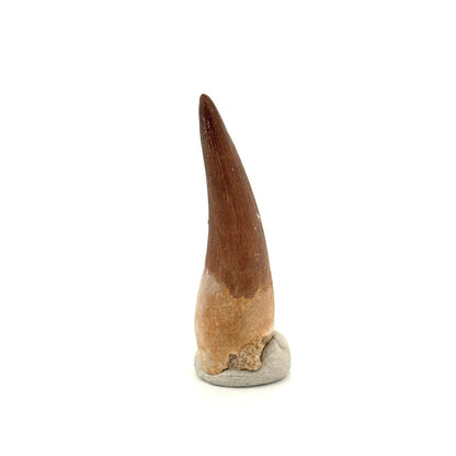 Zarafasaura oceanis Fossil Tooth (1.48") from Morocco - FossilsAndMore