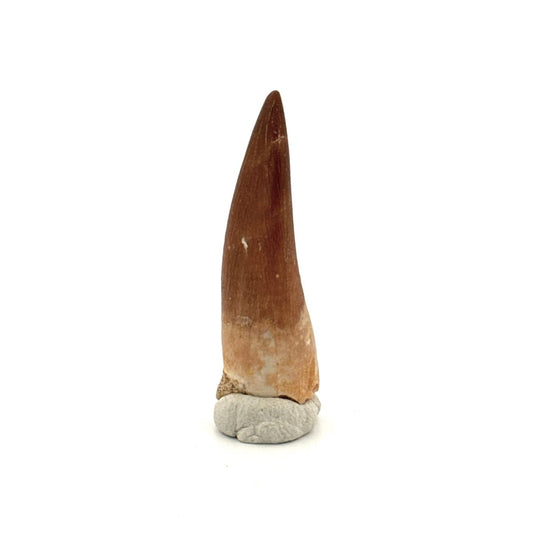 Zarafasaura oceanis Fossil Tooth (1.48") from Morocco - FossilsAndMore