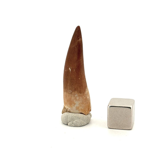 Zarafasaura oceanis Fossil Tooth (1.48") from Morocco - FossilsAndMore