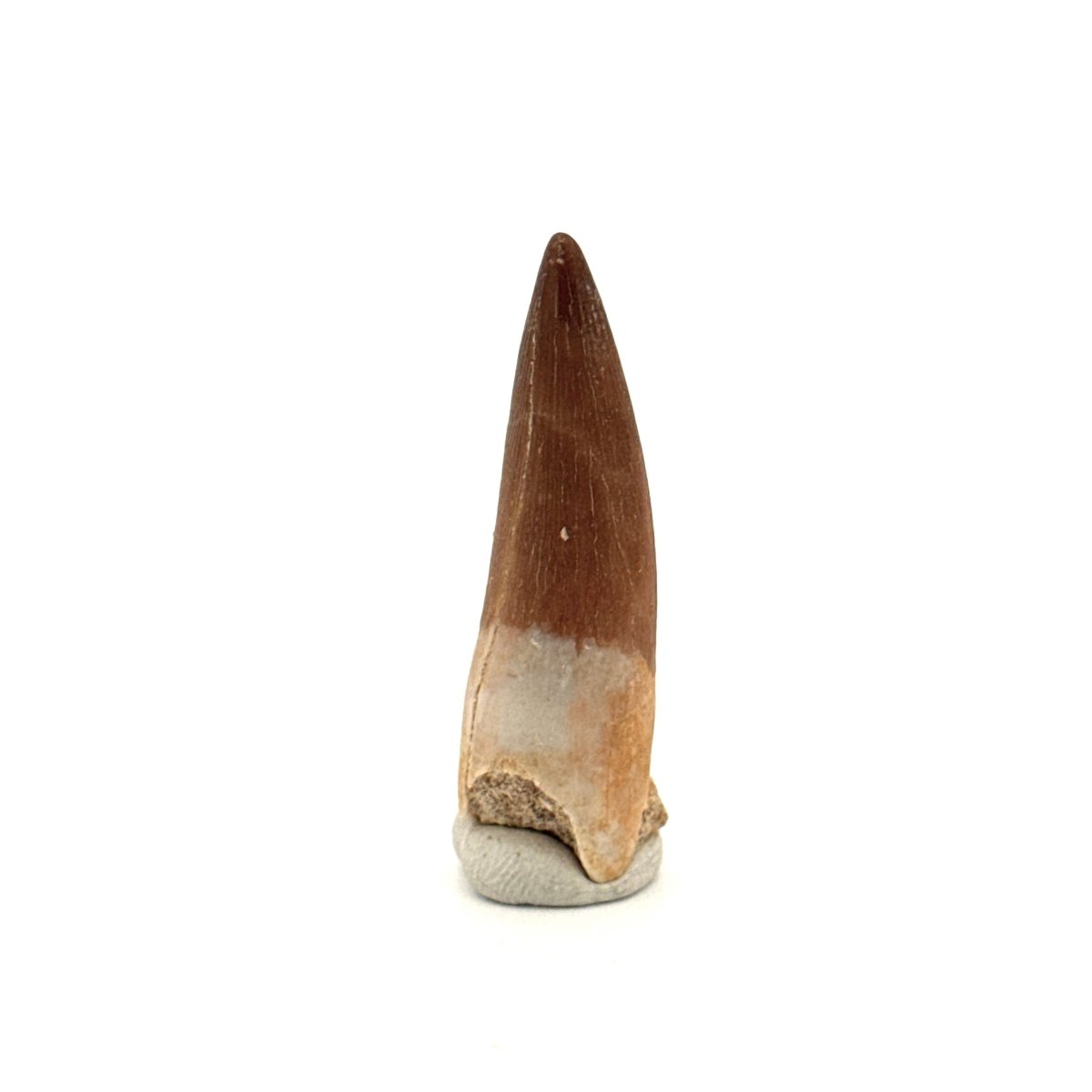 Zarafasaura oceanis Fossil Tooth (1.48") from Morocco - FossilsAndMore