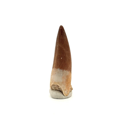 Zarafasaura oceanis Fossil Tooth (1.48") from Morocco - FossilsAndMore