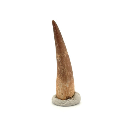 Zarafasaura oceanis Fossil Tooth (1.62") from Morocco - FossilsAndMore