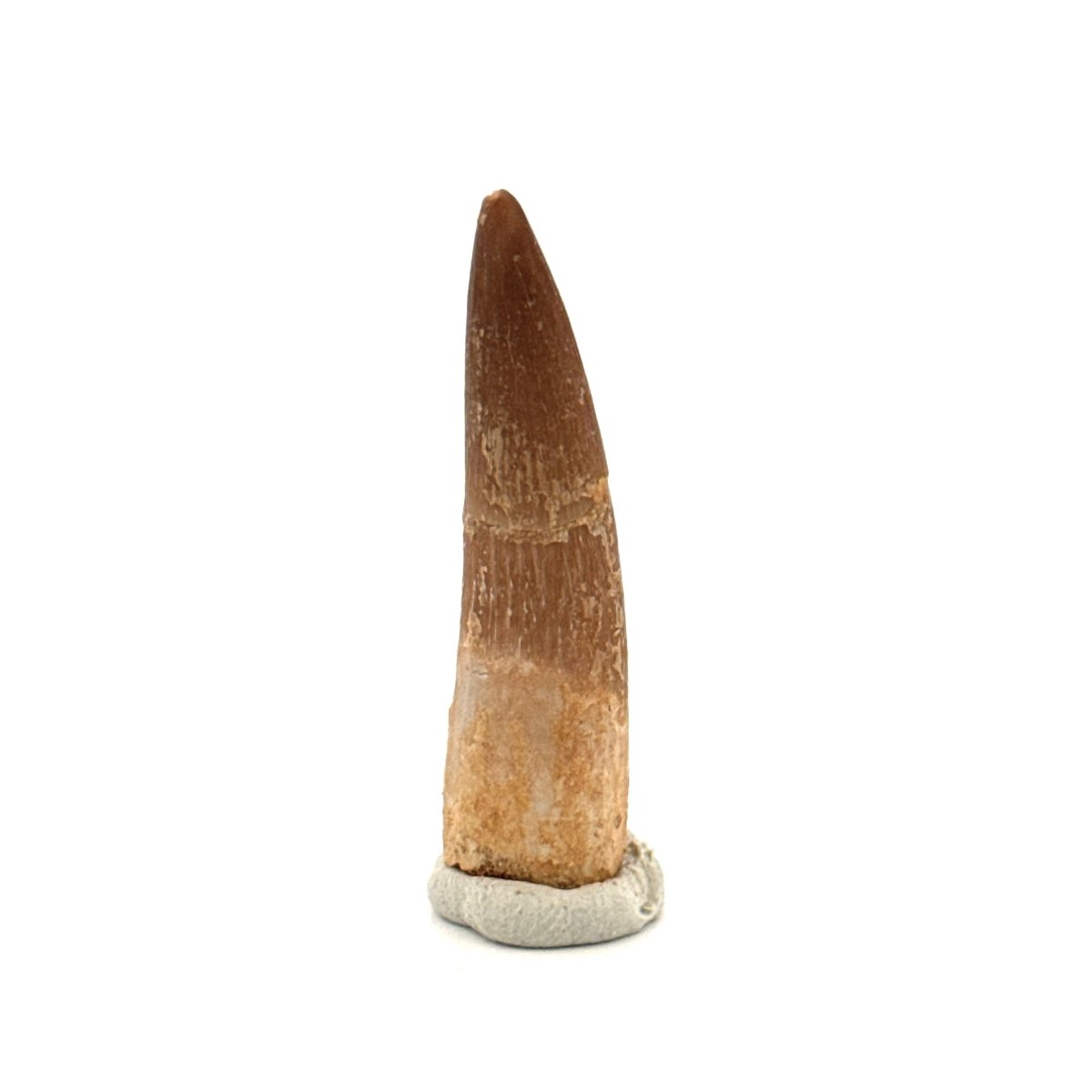 Zarafasaura oceanis Fossil Tooth (1.62") from Morocco - FossilsAndMore