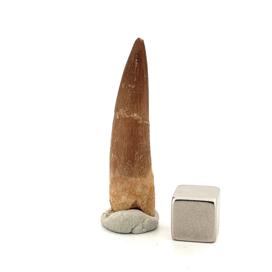 Zarafasaura oceanis Fossil Tooth (1.62") from Morocco - FossilsAndMore