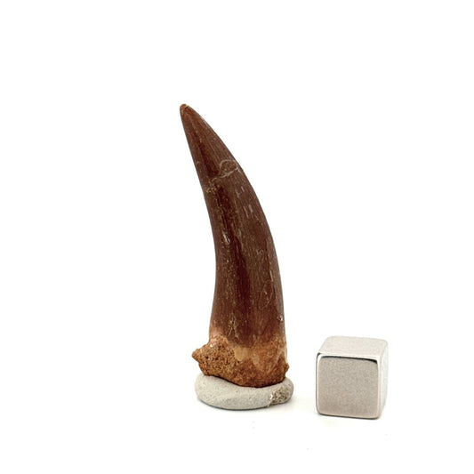 Zarafasaura oceanis Fossil Tooth (1.82") from Morocco - FossilsAndMore