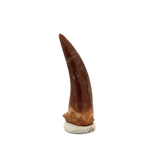 Zarafasaura oceanis Fossil Tooth (1.82") from Morocco - FossilsAndMore