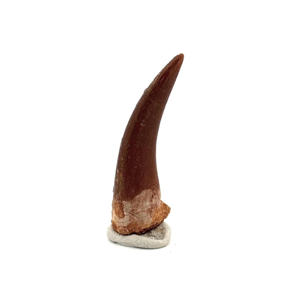 Zarafasaura oceanis Fossil Tooth (1.82") from Morocco - FossilsAndMore