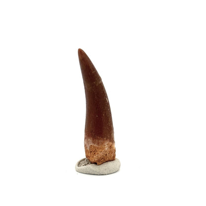 Zarafasaura oceanis Fossil Tooth (1.82") from Morocco - FossilsAndMore