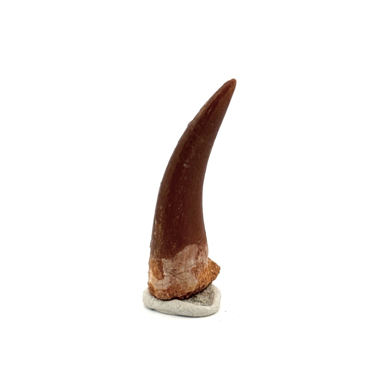 Zarafasaura oceanis Fossil Tooth (1.82") from Morocco - FossilsAndMore