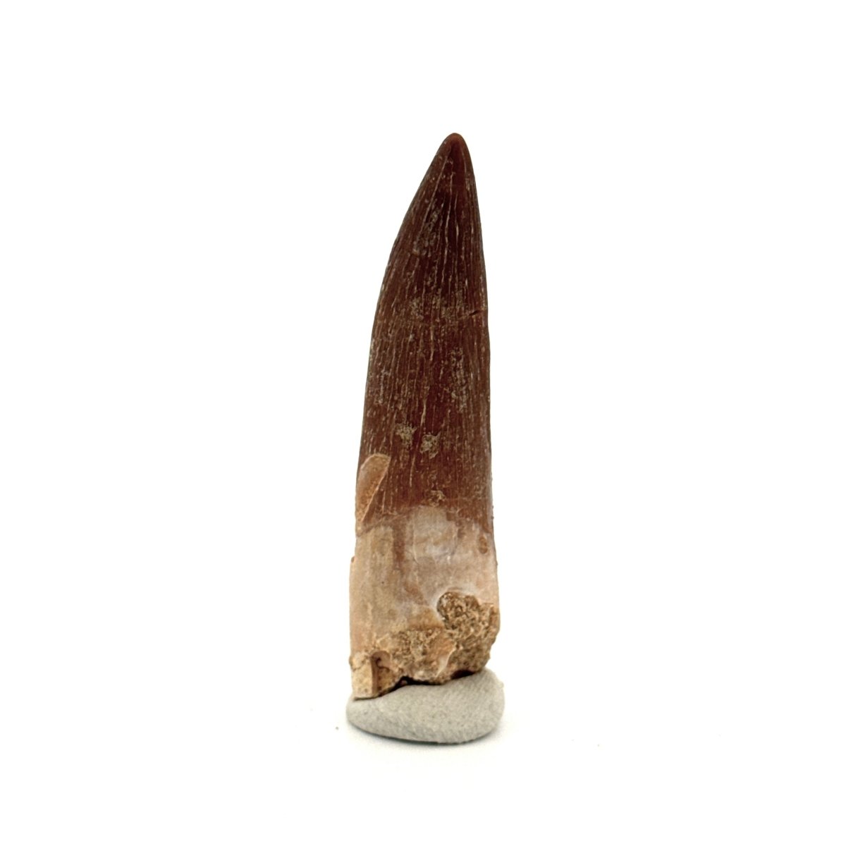 Zarafasaura oceanis Fossil Tooth (2.05") from Morocco - FossilsAndMore