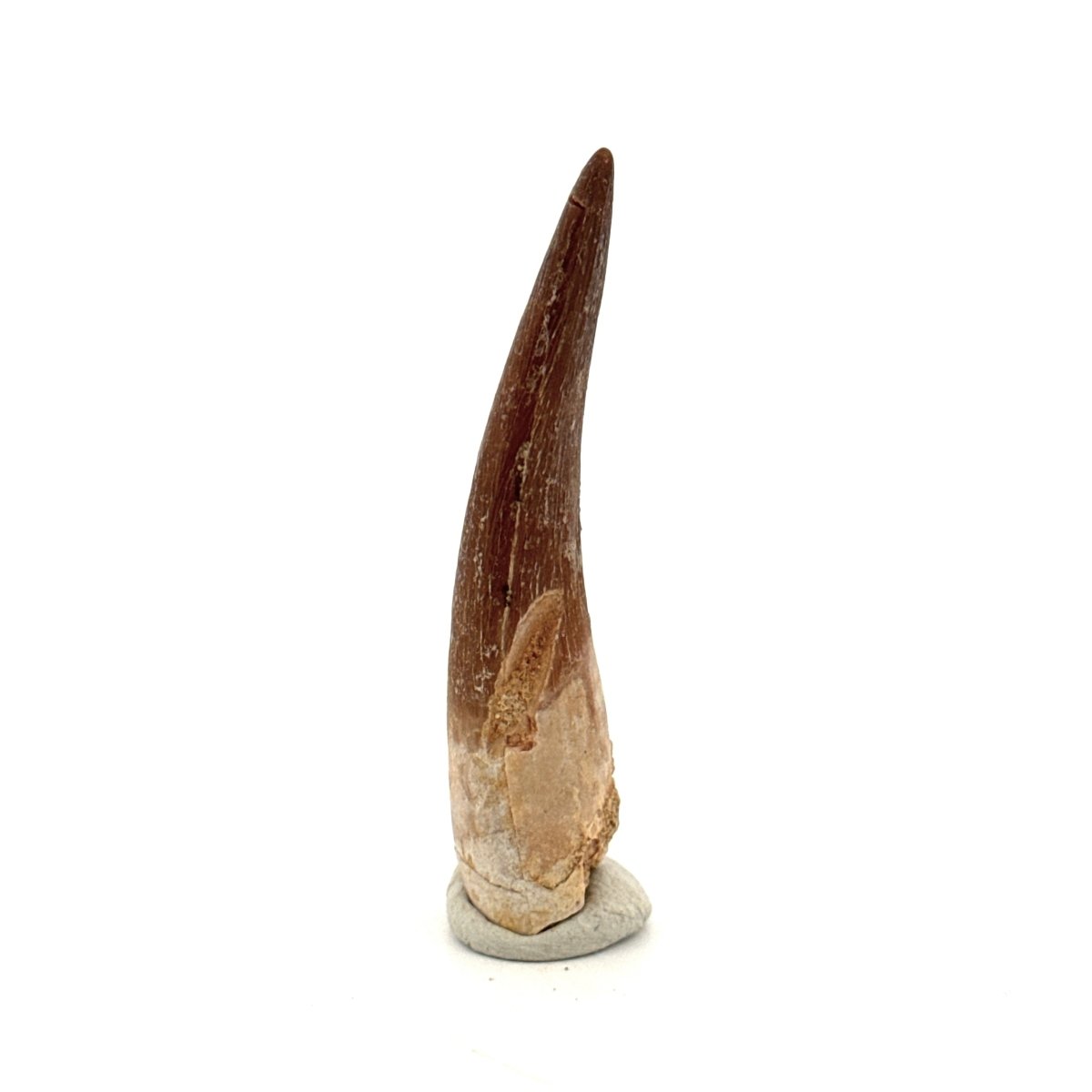Zarafasaura oceanis Fossil Tooth (2.05") from Morocco - FossilsAndMore