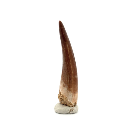 Zarafasaura oceanis Fossil Tooth (2.05") from Morocco - FossilsAndMore