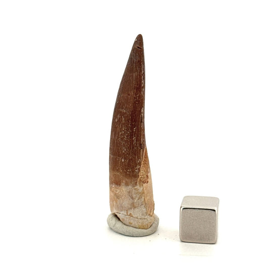 Zarafasaura oceanis Fossil Tooth (2.05") from Morocco - FossilsAndMore