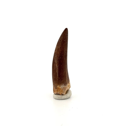 Zarafasaura Oceanis Fossil Tooth (2.08") from Morocco - FossilsAndMore