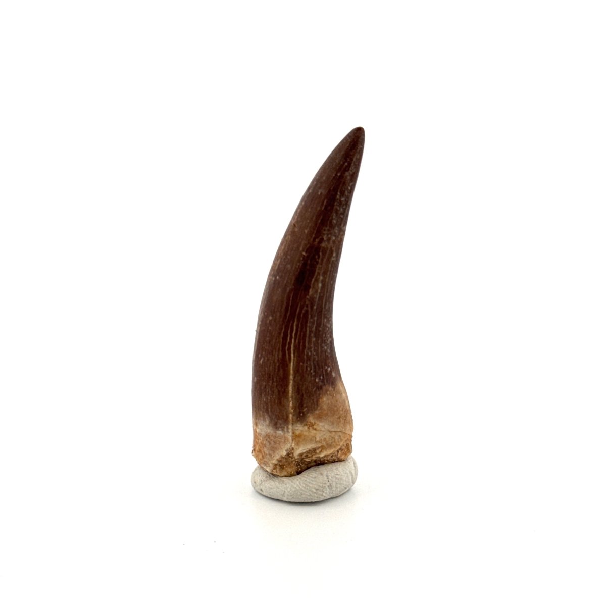 Zarafasaura Oceanis Fossil Tooth (2.08") from Morocco - FossilsAndMore
