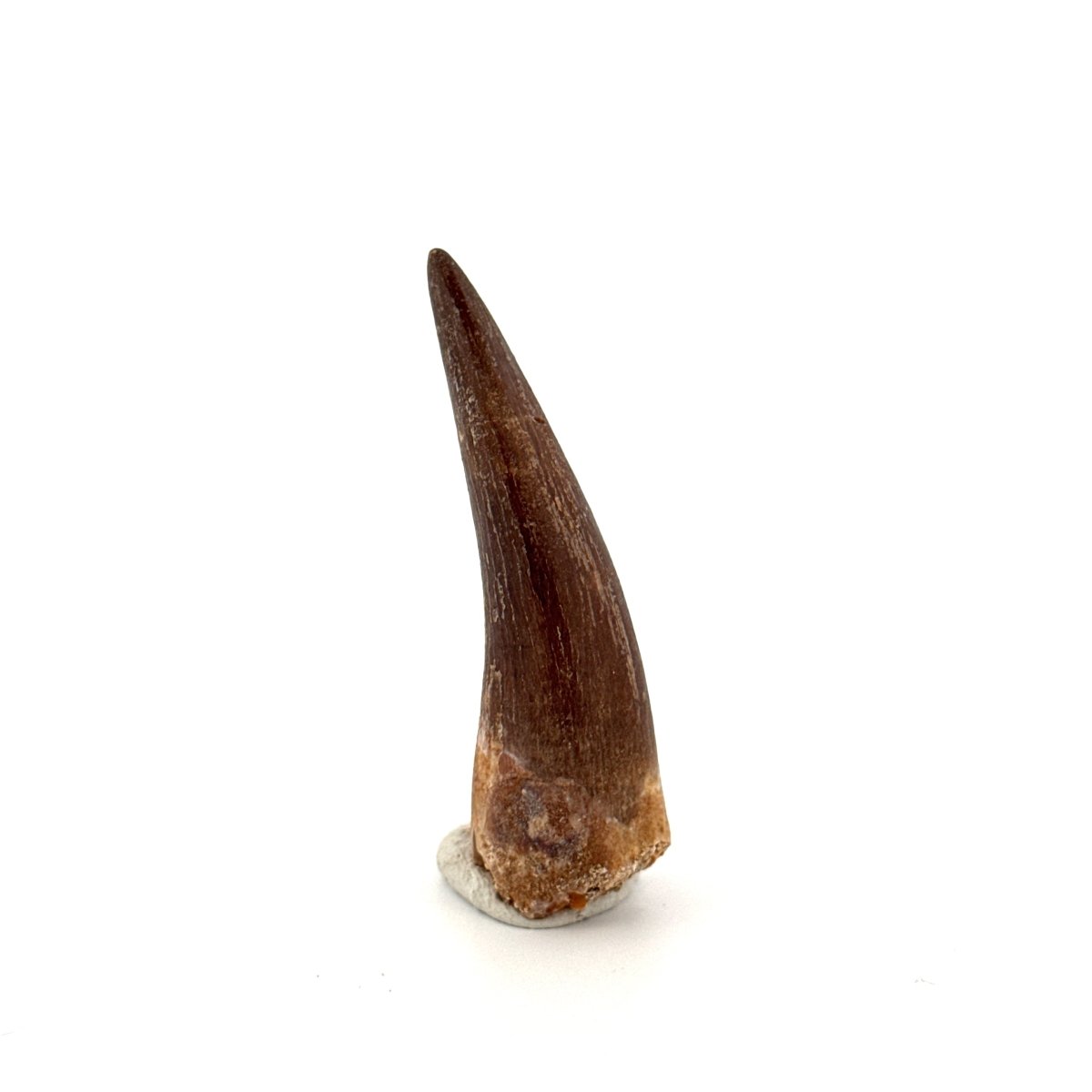Zarafasaura Oceanis Fossil Tooth (2.08") from Morocco - FossilsAndMore