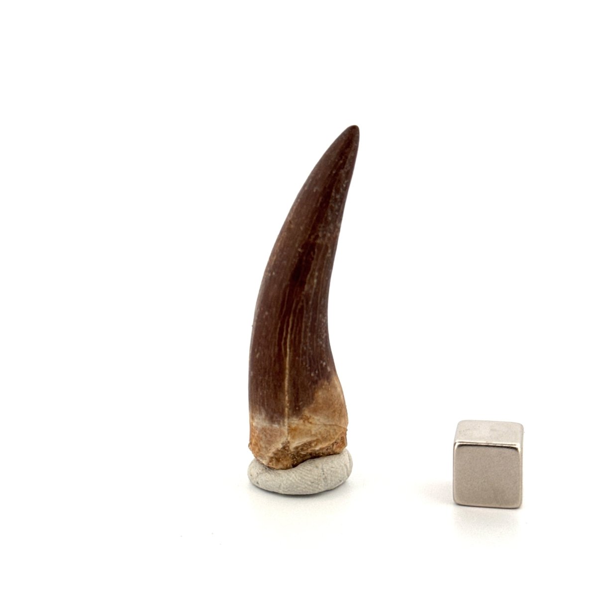 Zarafasaura Oceanis Fossil Tooth (2.08") from Morocco - FossilsAndMore