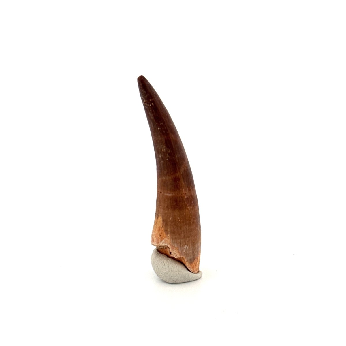 Zarafasaura Oceanis Fossil Tooth (2.13") from Morocco - FossilsAndMore