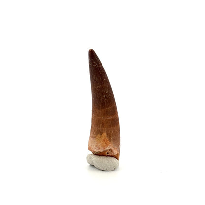 Zarafasaura Oceanis Fossil Tooth (2.13") from Morocco - FossilsAndMore