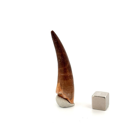 Zarafasaura Oceanis Fossil Tooth (2.13") from Morocco - FossilsAndMore