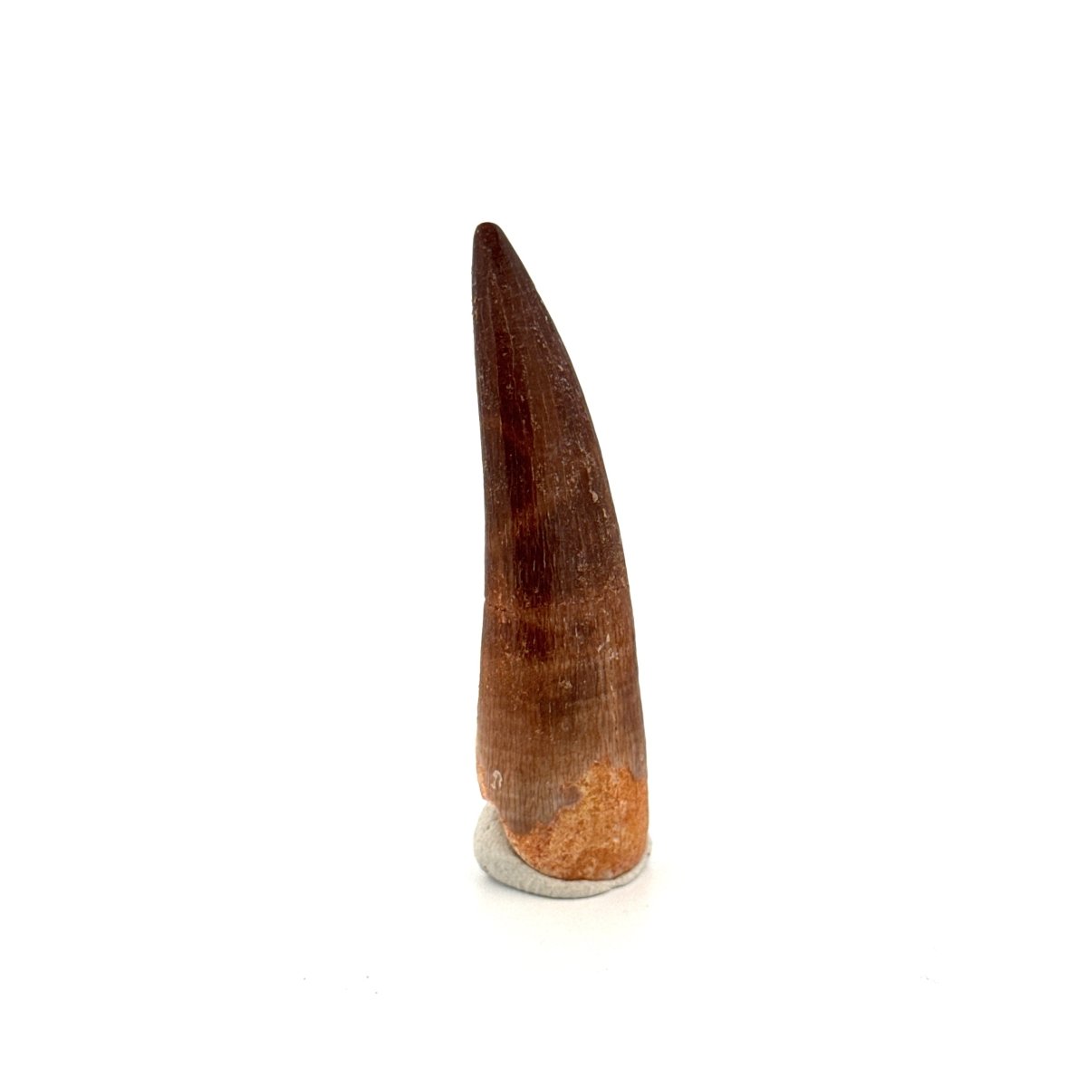 Zarafasaura Oceanis Fossil Tooth (2.13") from Morocco - FossilsAndMore