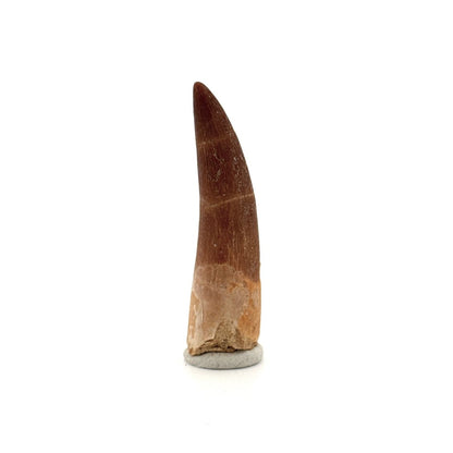 Zarafasaura oceanis Fossil Tooth (2.19") from Morocco - FossilsAndMore
