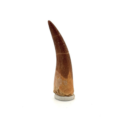 Zarafasaura oceanis Fossil Tooth (2.19") from Morocco - FossilsAndMore
