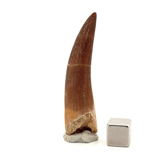 Zarafasaura oceanis Fossil Tooth (2.19") from Morocco - FossilsAndMore