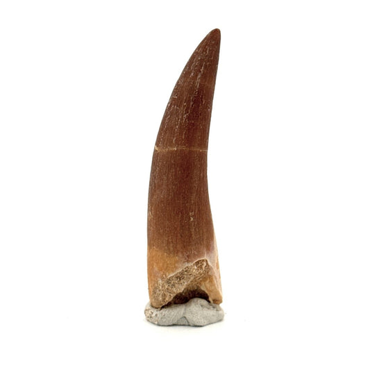 Zarafasaura oceanis Fossil Tooth (2.19") from Morocco - FossilsAndMore