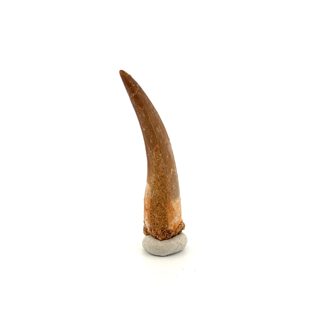 Zarafasaura Oceanis Fossil Tooth (2.21") from Morocco - FossilsAndMore