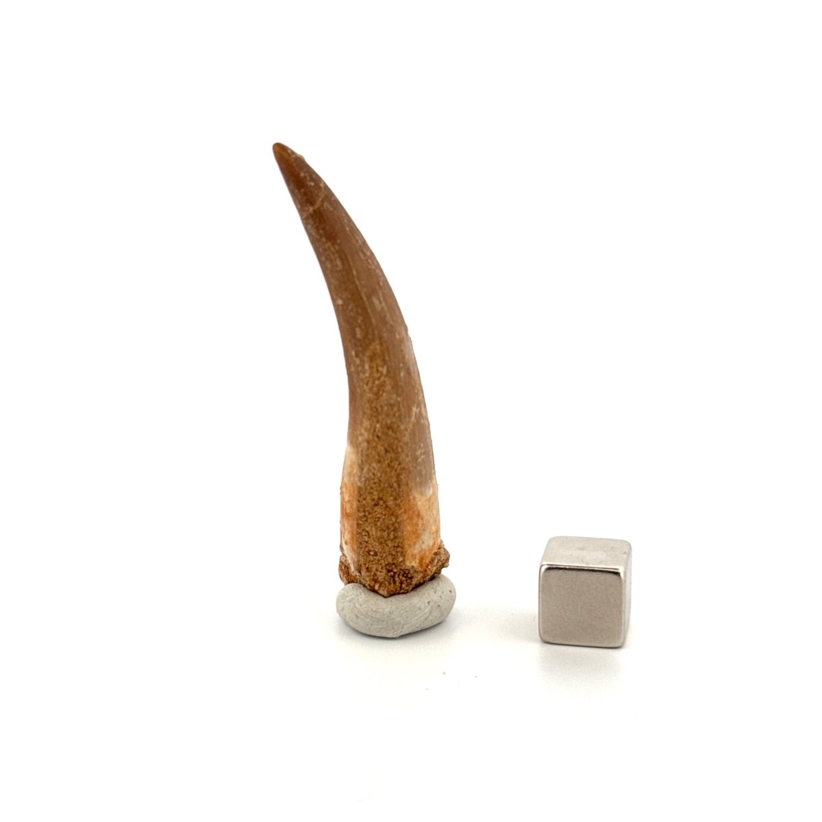 Zarafasaura Oceanis Fossil Tooth (2.21") from Morocco - FossilsAndMore