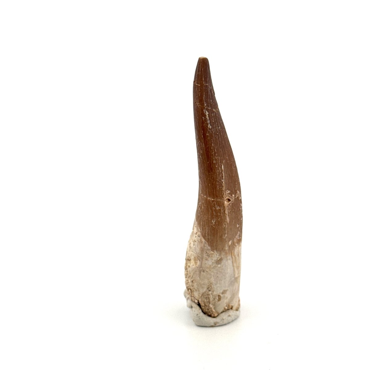 Zarafasaura Oceanis Fossil Tooth (2.37") from Morocco - FossilsAndMore