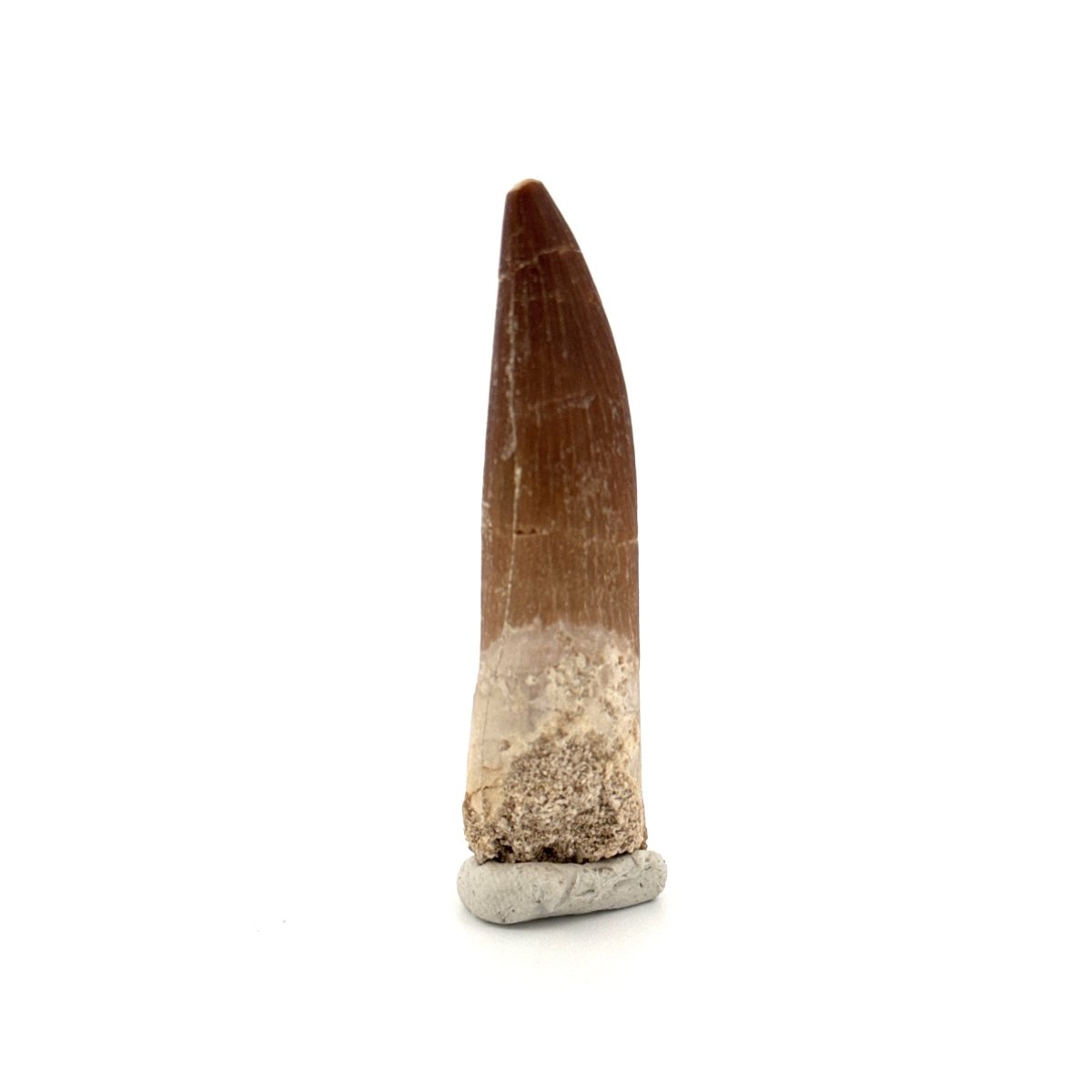 Zarafasaura Oceanis Fossil Tooth (2.37") from Morocco - FossilsAndMore