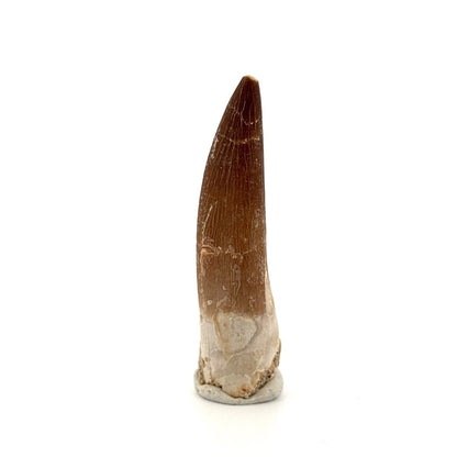 Zarafasaura Oceanis Fossil Tooth (2.37") from Morocco - FossilsAndMore