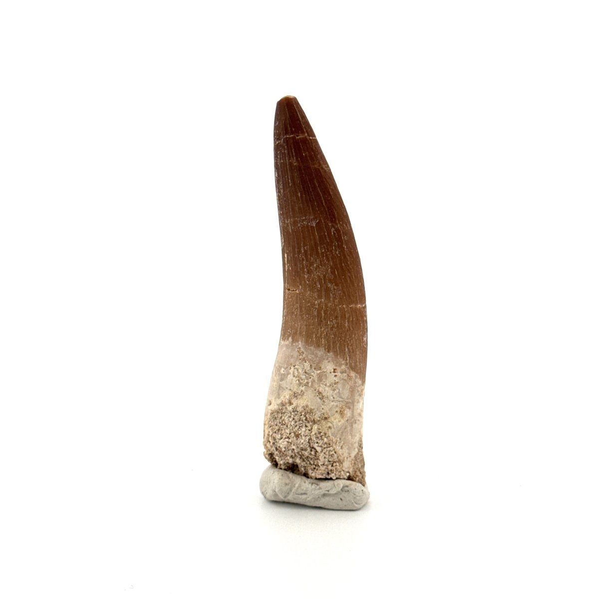 Zarafasaura Oceanis Fossil Tooth (2.37") from Morocco - FossilsAndMore