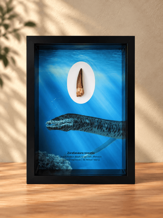 Zarafasaura Oceanis Fossil Tooth in Large Deep Box Frame - FossilsAndMore