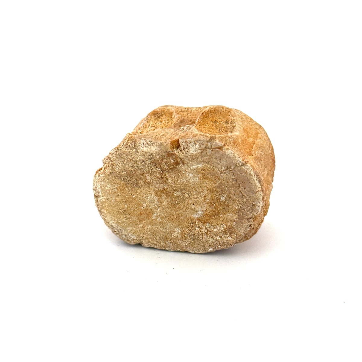 Zarafasaura Oceanis Fossil Vertebra (1.82"), Plesiosaur species – Cretaceous, Morocco - FossilsAndMore