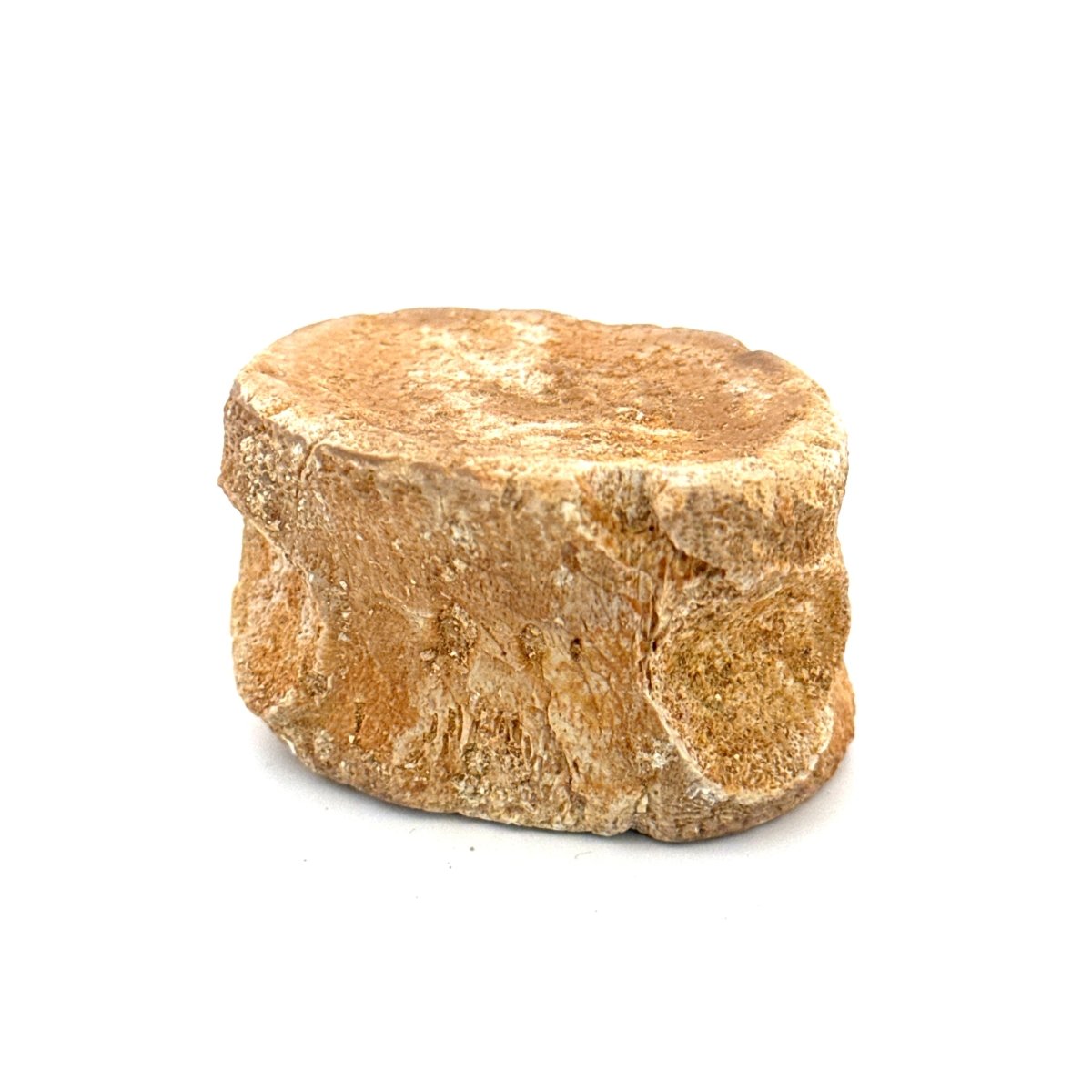 Zarafasaura Oceanis Fossil Vertebra (1.82"), Plesiosaur species – Cretaceous, Morocco - FossilsAndMore