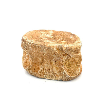 Zarafasaura Oceanis Fossil Vertebra (1.82"), Plesiosaur species – Cretaceous, Morocco - FossilsAndMore